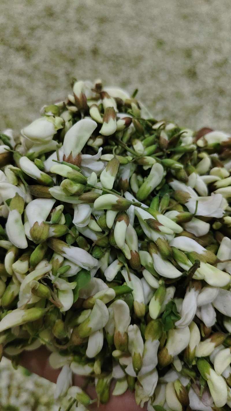 2025新鲜洋槐花，当天采摘发货，大山里的野菜，应季蔬菜