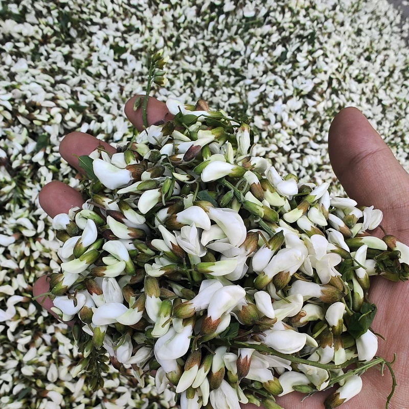 2025新鲜洋槐花，当天采摘发货，大山里的野菜，应季蔬菜