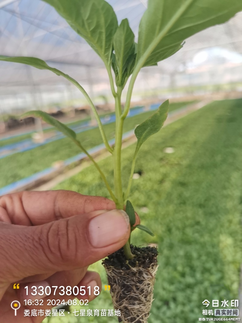 长螺线椒苗朝天椒牛角椒等各类型辣椒苗