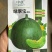 绿翠宝甜瓜种子200粒原装绿宝石甜瓜种子果型周正