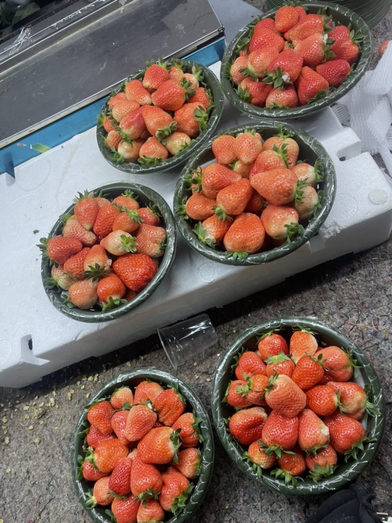 草莓【江苏奶油草莓】支持视频看货，可发往全国市场！