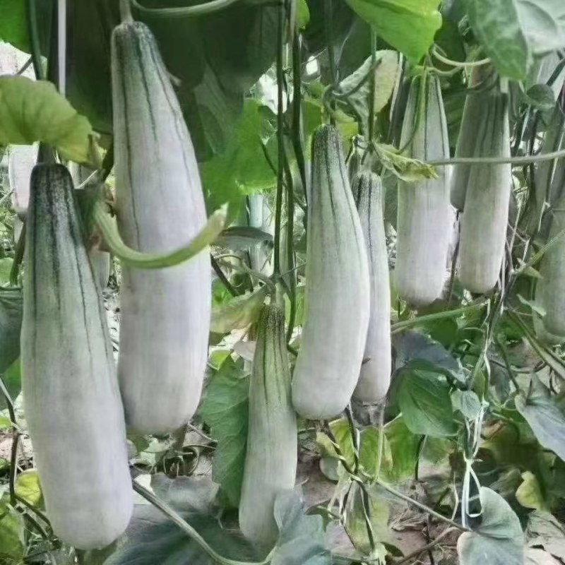 羊角蜜