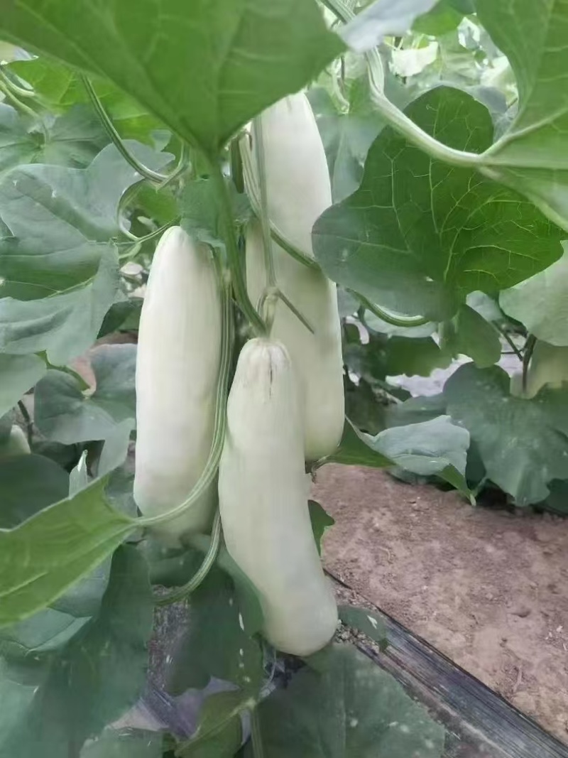羊角蜜