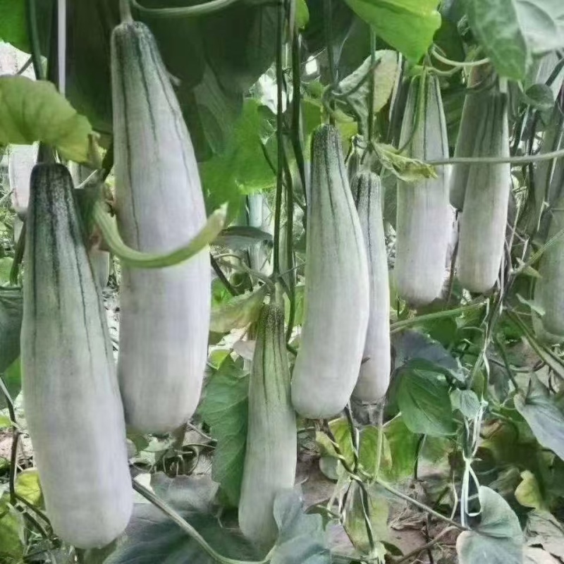羊角蜜