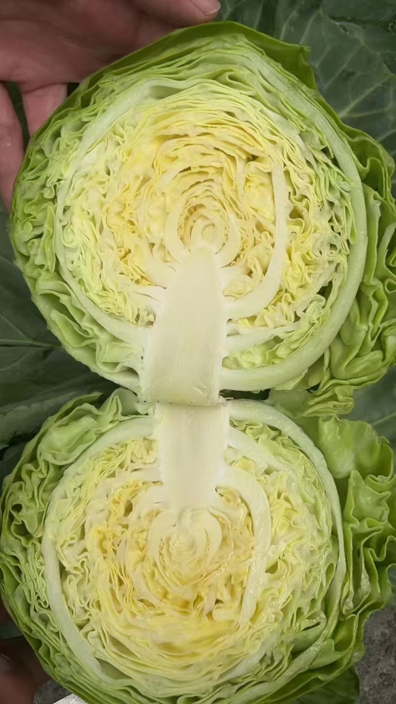 甘蓝