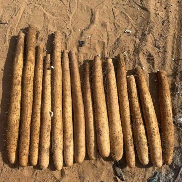 榆林精品白玉山药产地直发