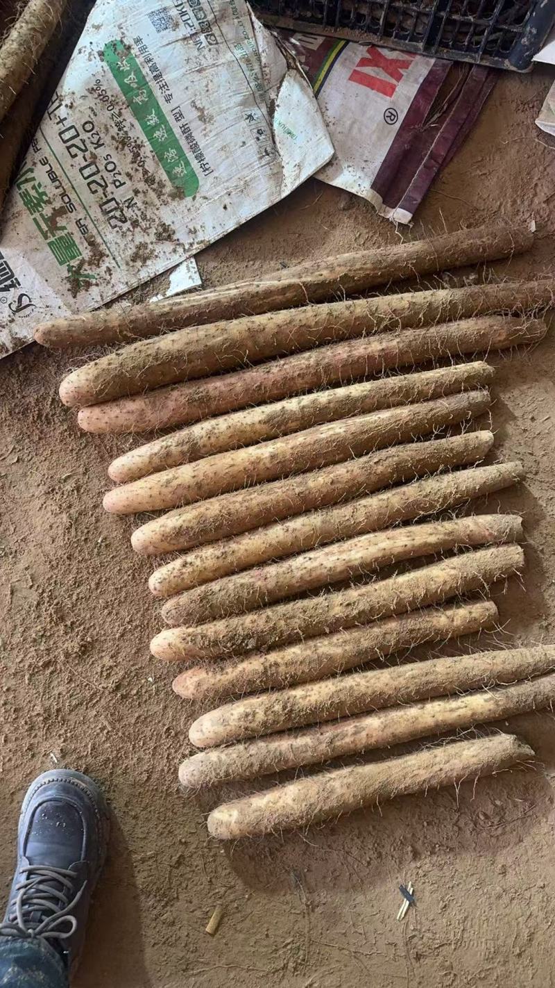 榆林精品白玉山药产地直发