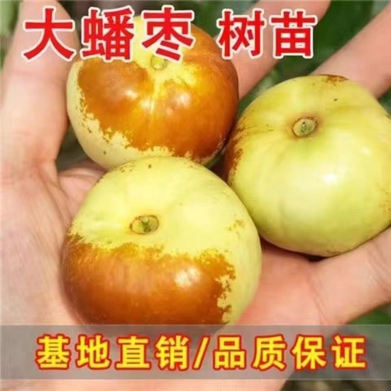 蟠枣树苗产地直发包品种可签订保真合同