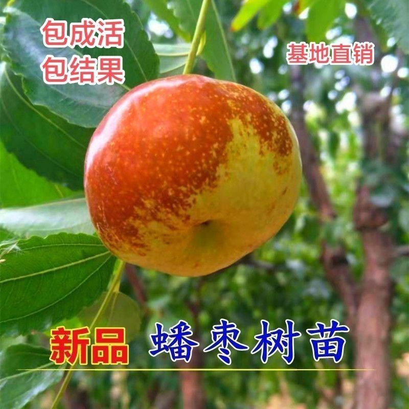 蟠枣树苗产地直发包品种可签订保真合同