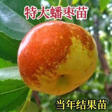 蟠枣树苗产地直发包品种可签订保真合同
