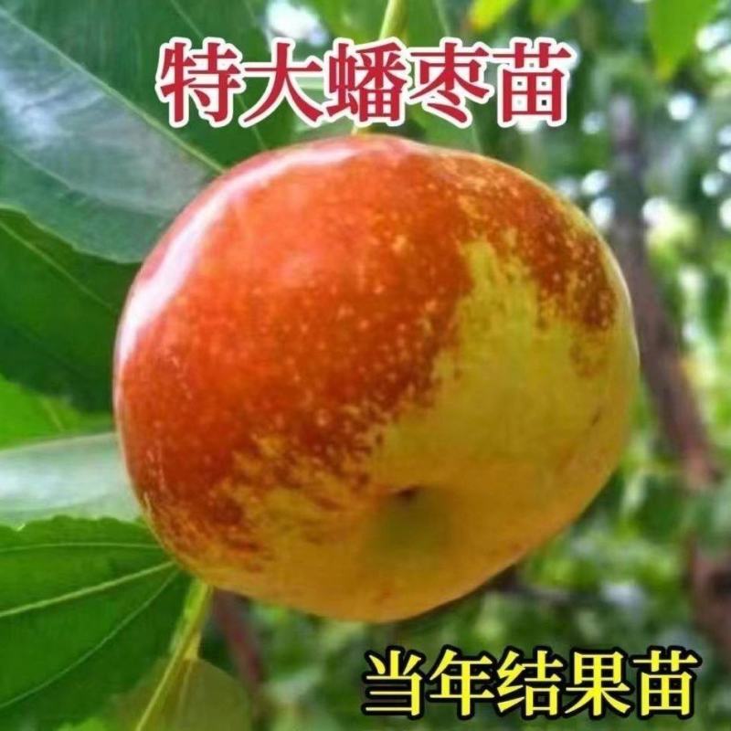 蟠枣树苗产地直发包品种可签订保真合同