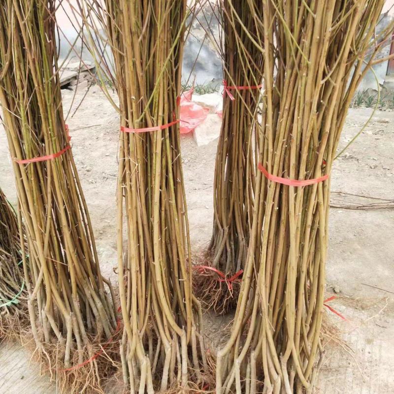 毛桃苗桃树原生苗定杆带分支桃树苗桃树小苗