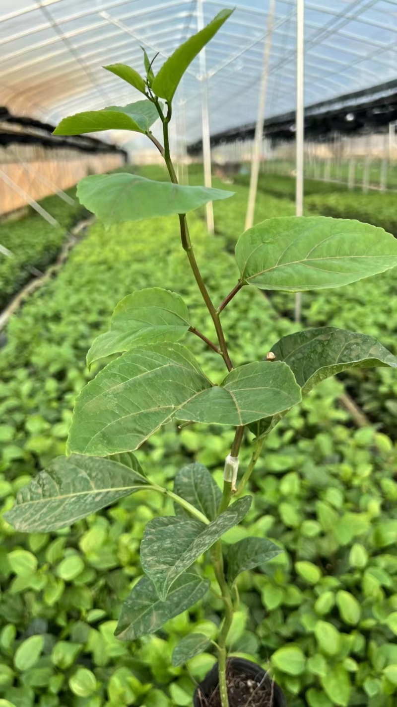 广西诚众正宗钦蜜九号脱毒苗苗场直销，没有中间商赚差价