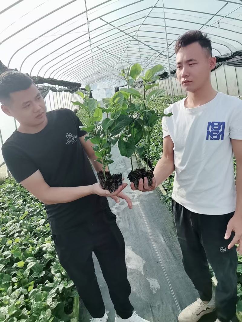 广西诚众正宗钦蜜九号脱毒苗苗场直销，没有中间商赚差价