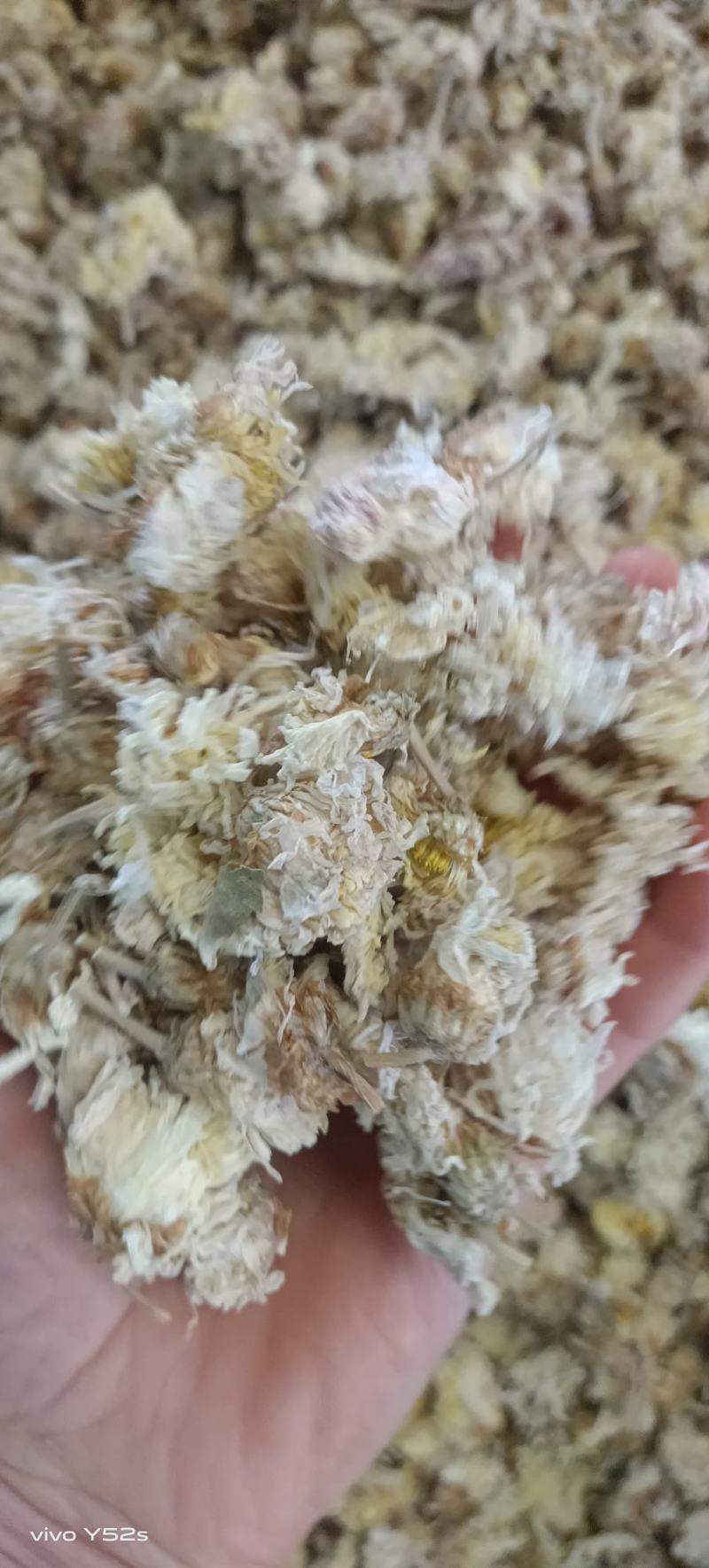 菊花各种花茶批发，应有尽有