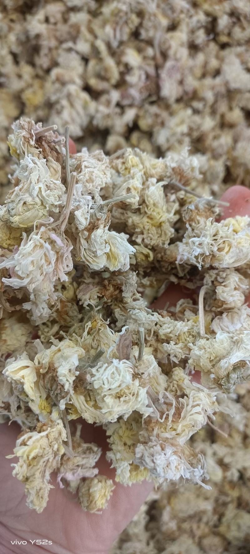 菊花各种花茶批发，应有尽有