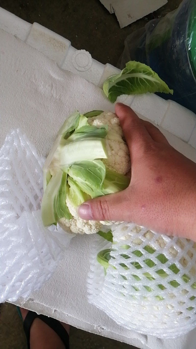 白花菜