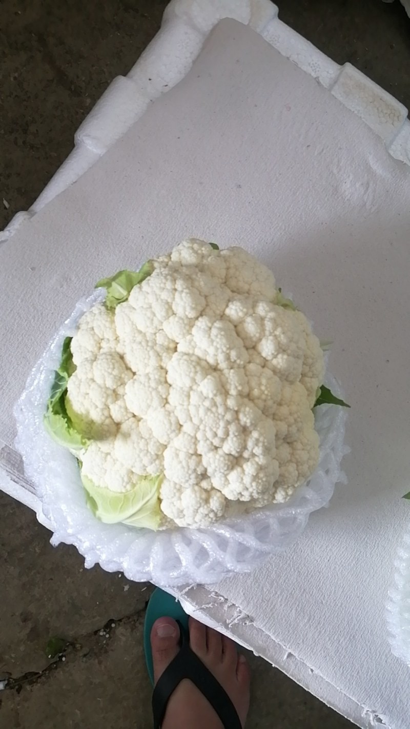 白花菜