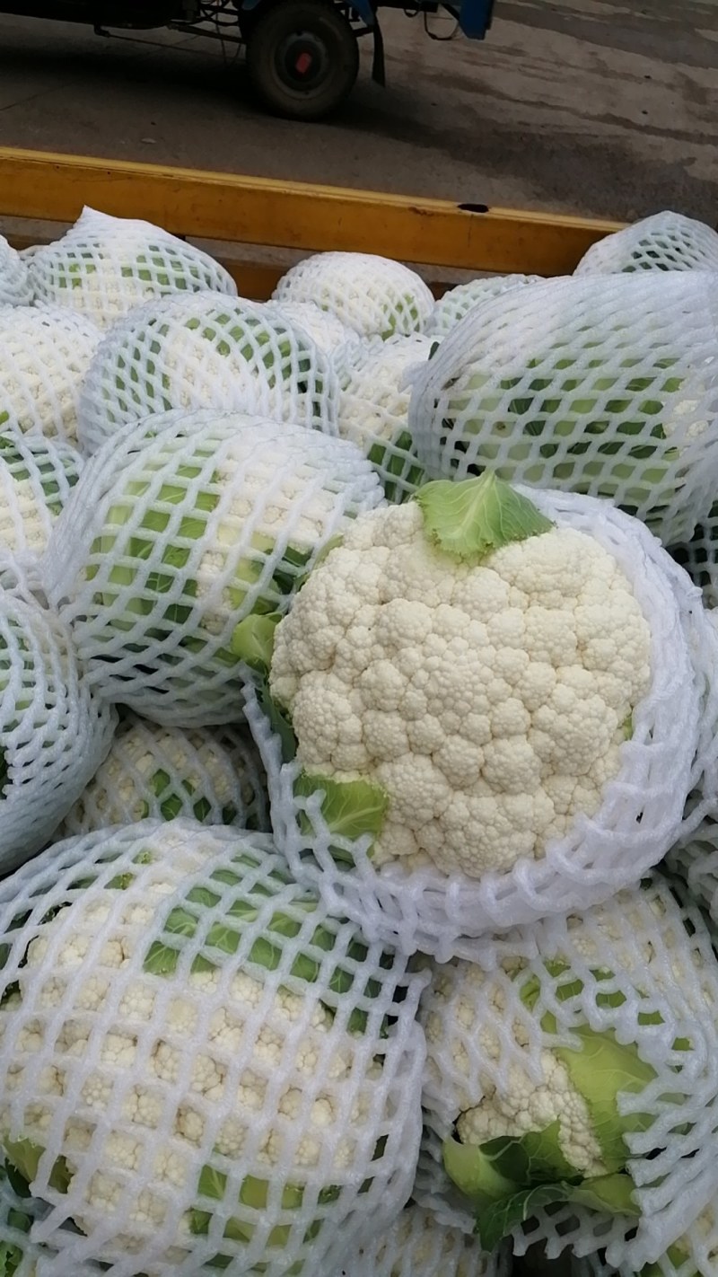 白花菜