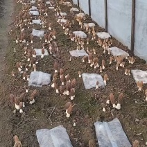 新鲜羊肚菌6到10