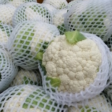 白花菜