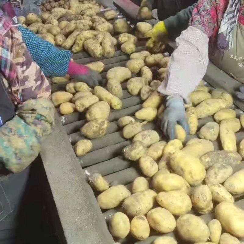 内蒙产806土豆种子，按需分拣，协助找车基地直发