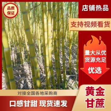 【热卖】云南甘蔗黄皮甘蔗规格齐全见货定价欢迎来电咨询