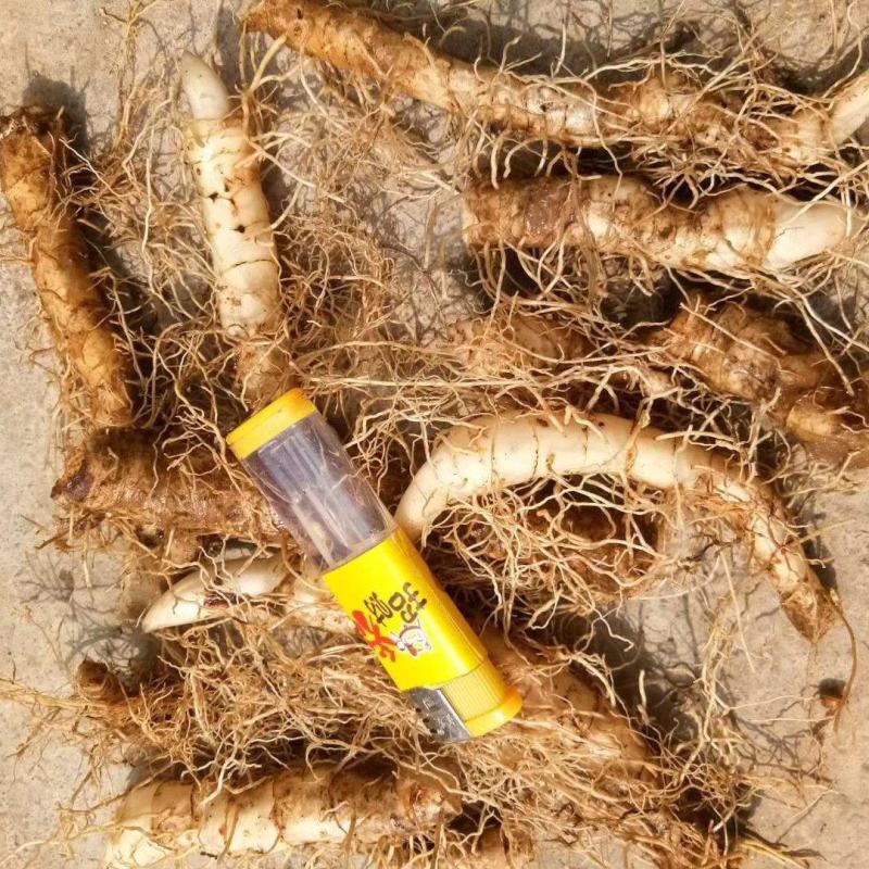 东北小玉竹中的大玉竹品种，产量高，抗病能力强，好管理