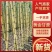 云南黄皮甘蔗，产地直发，货量充足，价位冰点，欢迎咨询