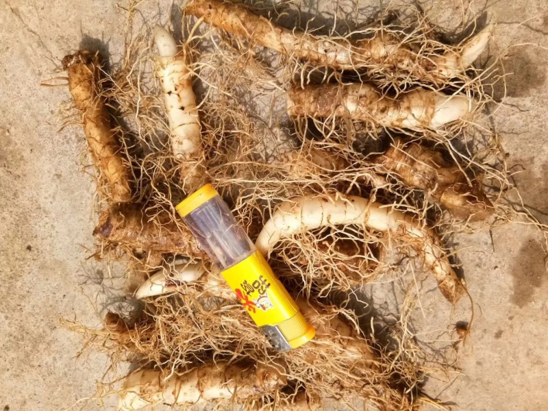 东北小玉竹中的大玉竹品种，产量高，抗病能力强，好管理