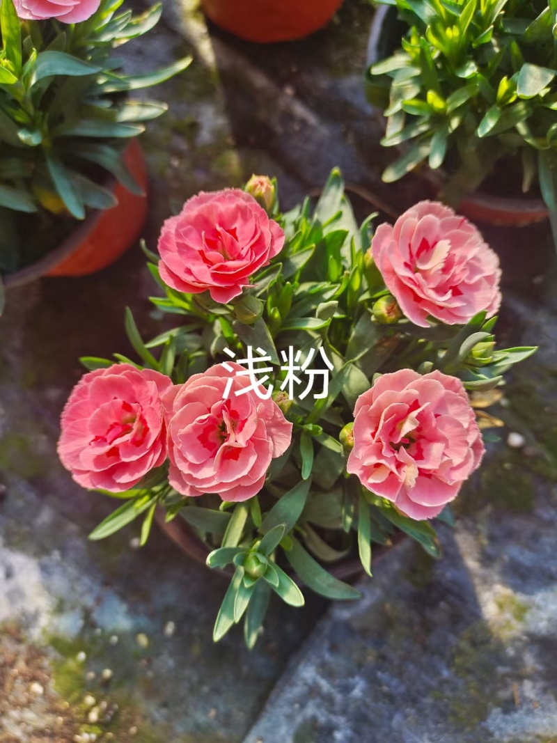 康乃馨时令草花种植基地云泽花卉