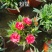 康乃馨时令草花种植基地云泽花卉