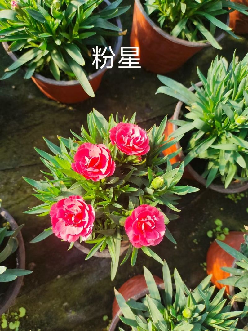 康乃馨时令草花种植基地云泽花卉