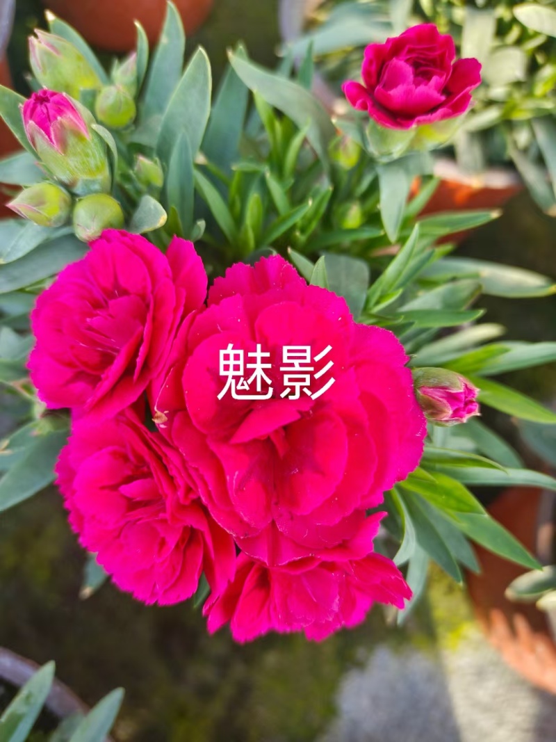 康乃馨时令草花种植基地云泽花卉