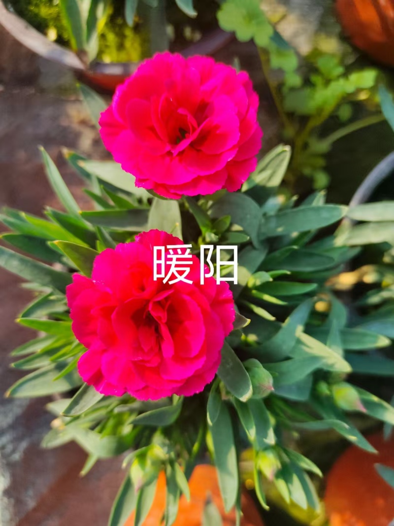 康乃馨时令草花种植基地云泽花卉