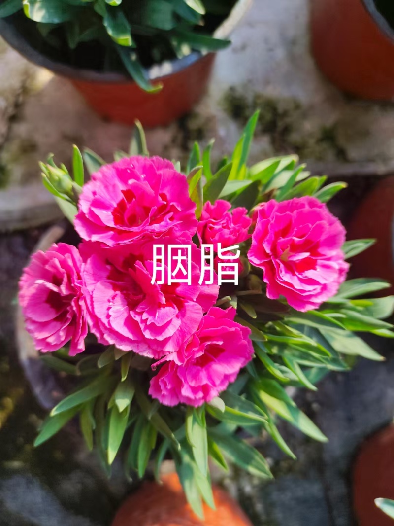 康乃馨时令草花种植基地云泽花卉