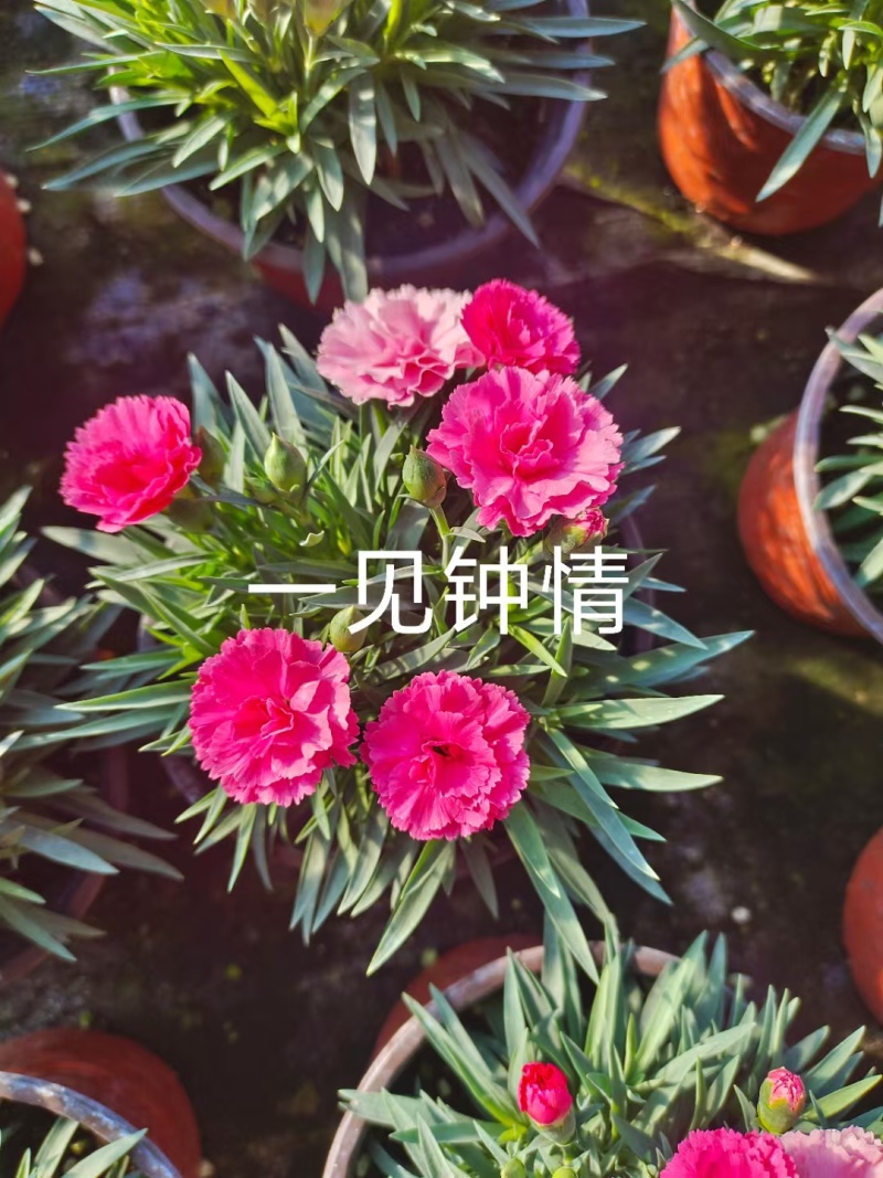 康乃馨时令草花种植基地云泽花卉