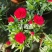 康乃馨时令草花种植基地云泽花卉