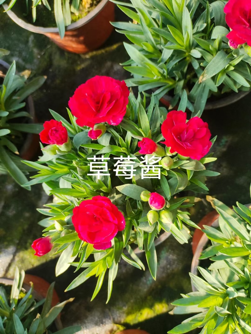 康乃馨时令草花种植基地云泽花卉