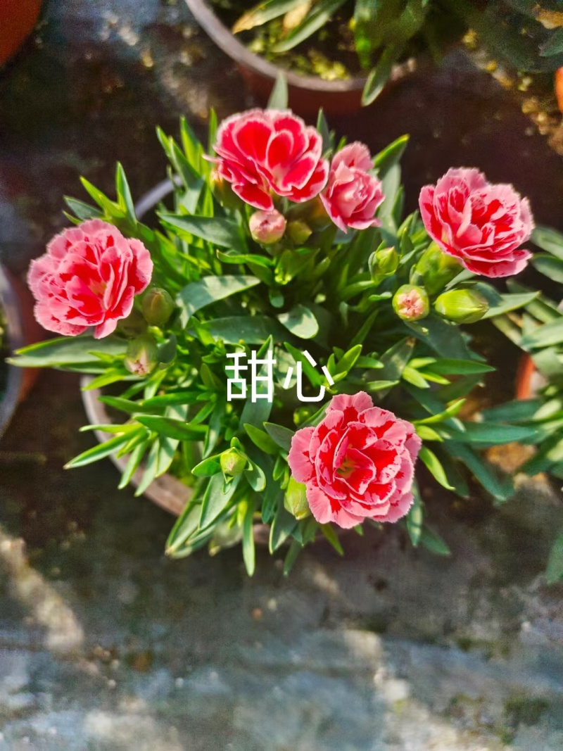 康乃馨时令草花种植基地云泽花卉
