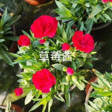 康乃馨时令草花种植基地云泽花卉