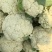 温州精品花菜大量供应各级市场，电商平台，单位食堂