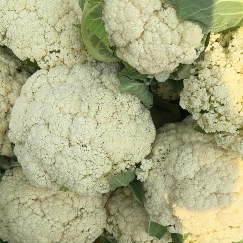 温州精品花菜大量供应各级市场，电商平台，单位食堂