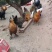 云南普洱无量山土鸡