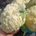 温州精品花菜大量供应各级市场，电商平台，单位食堂