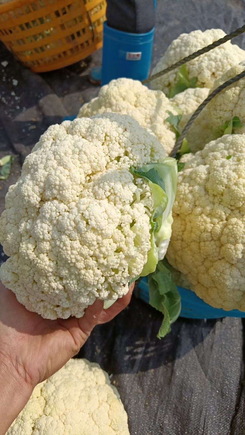 温州精品花菜大量供应各级市场，电商平台，单位食堂