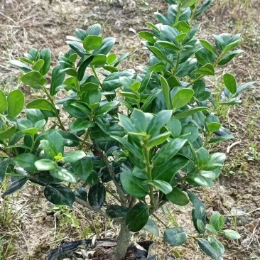 无刺枸骨苗（大杯）基地直供球型饱满欢迎实地考察各种规格齐
