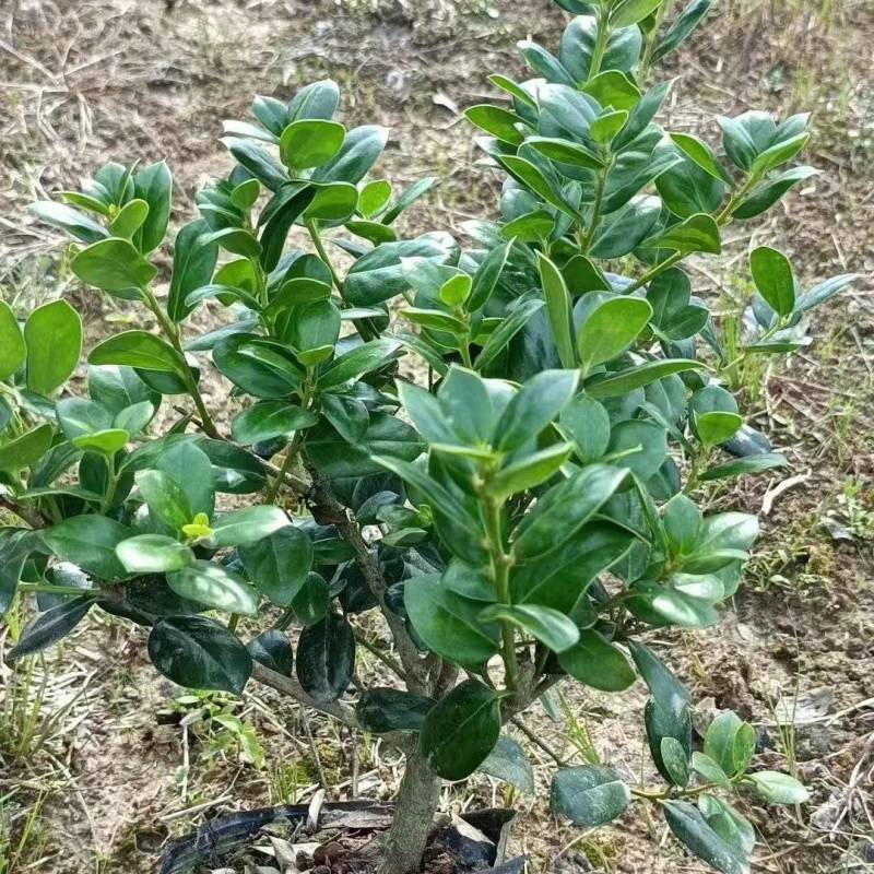 无刺枸骨苗（大杯）基地直供球型饱满欢迎实地考察各种规格齐