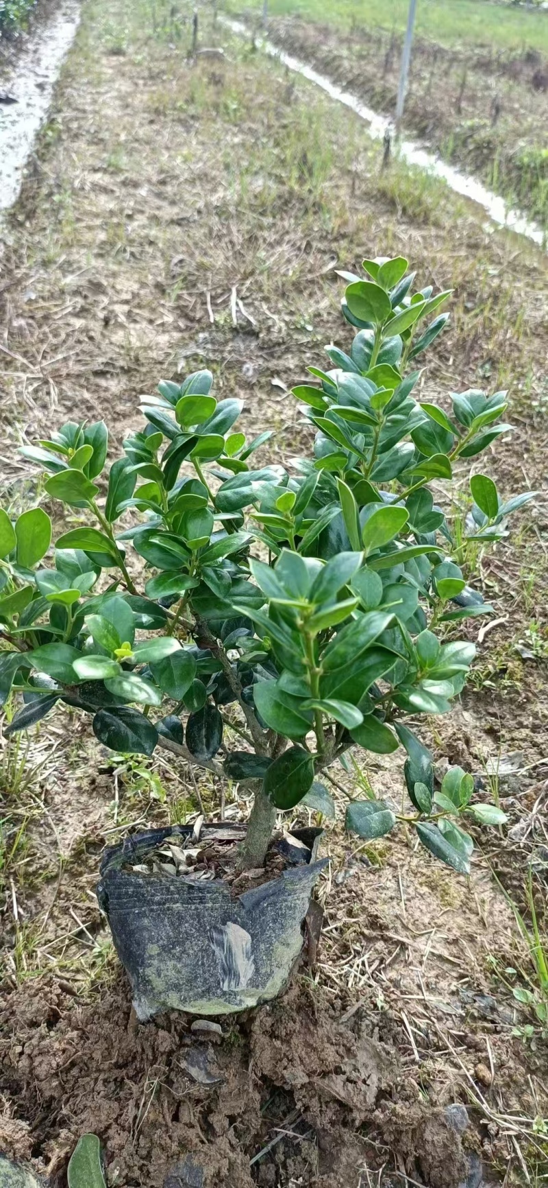 无刺枸骨苗（大杯）基地直供球型饱满欢迎实地考察各种规格齐