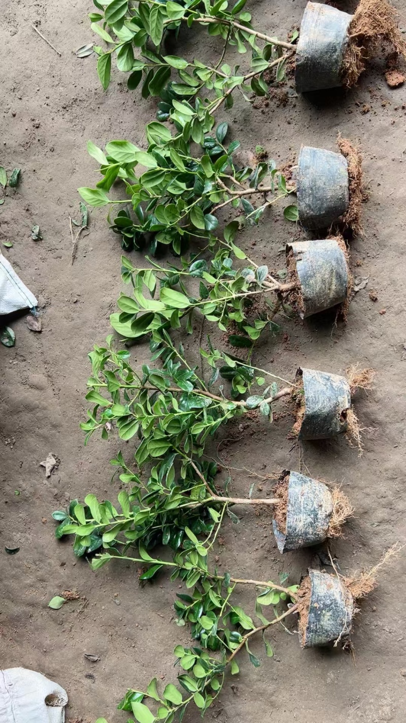 无刺枸骨苗（大杯）基地直供球型饱满欢迎实地考察各种规格齐